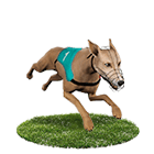 長青娛樂城白金賽狗 長青娛樂城白金賽狗